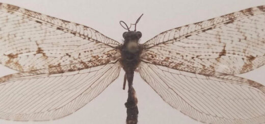Вчені із США виявили рідкісну комаху на фасаді супермаркету