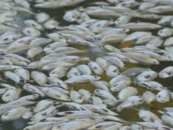Мільйони мертвих рибин викинуло на берег Австралії через спеку