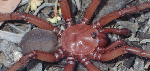 У Австралії виявили рідкісний тип гігантських павуків