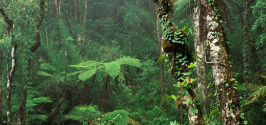 Незважаючи на обіцянки Лули: вирубка тропічних лісів у Бразилії все ще триває