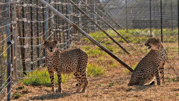 Троє дитинчат гепарда померли в Індії через виснажливу спеку