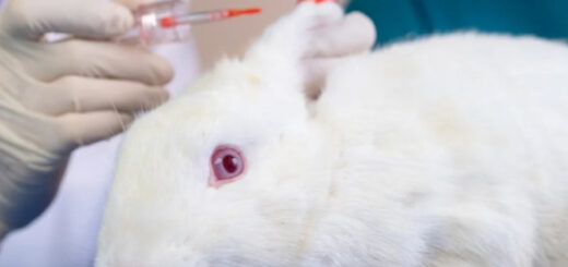 Канада офіційно заборонила тестування косметики на тваринах