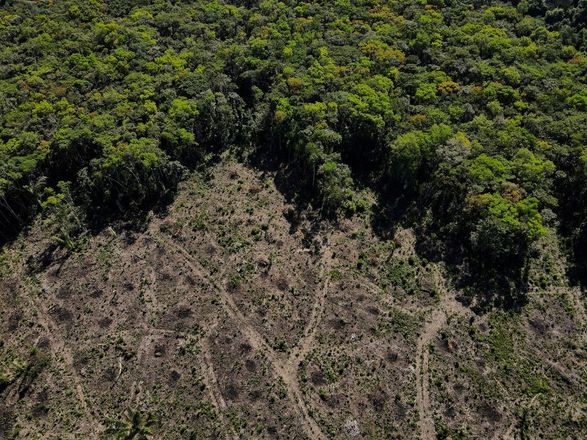 Світ не справляється зі зобов'язанням покласти край вирубці лісів до 2030 року - звіт